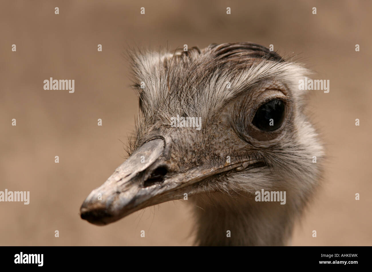 Seitenansicht schließen sich der Vogel Strauß den Kopf starrte nach vorne, Lille Zoo, Frankreich Stockfoto