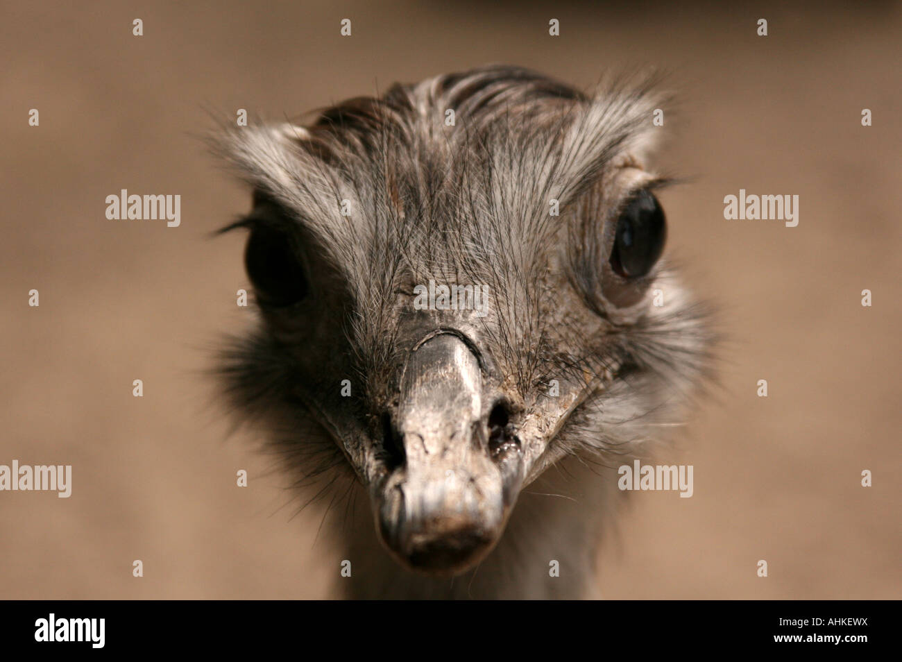 Nahaufnahme eines Vogel Strauß den Kopf starrte nach vorne, Lille Zoo, Frankreich Stockfoto