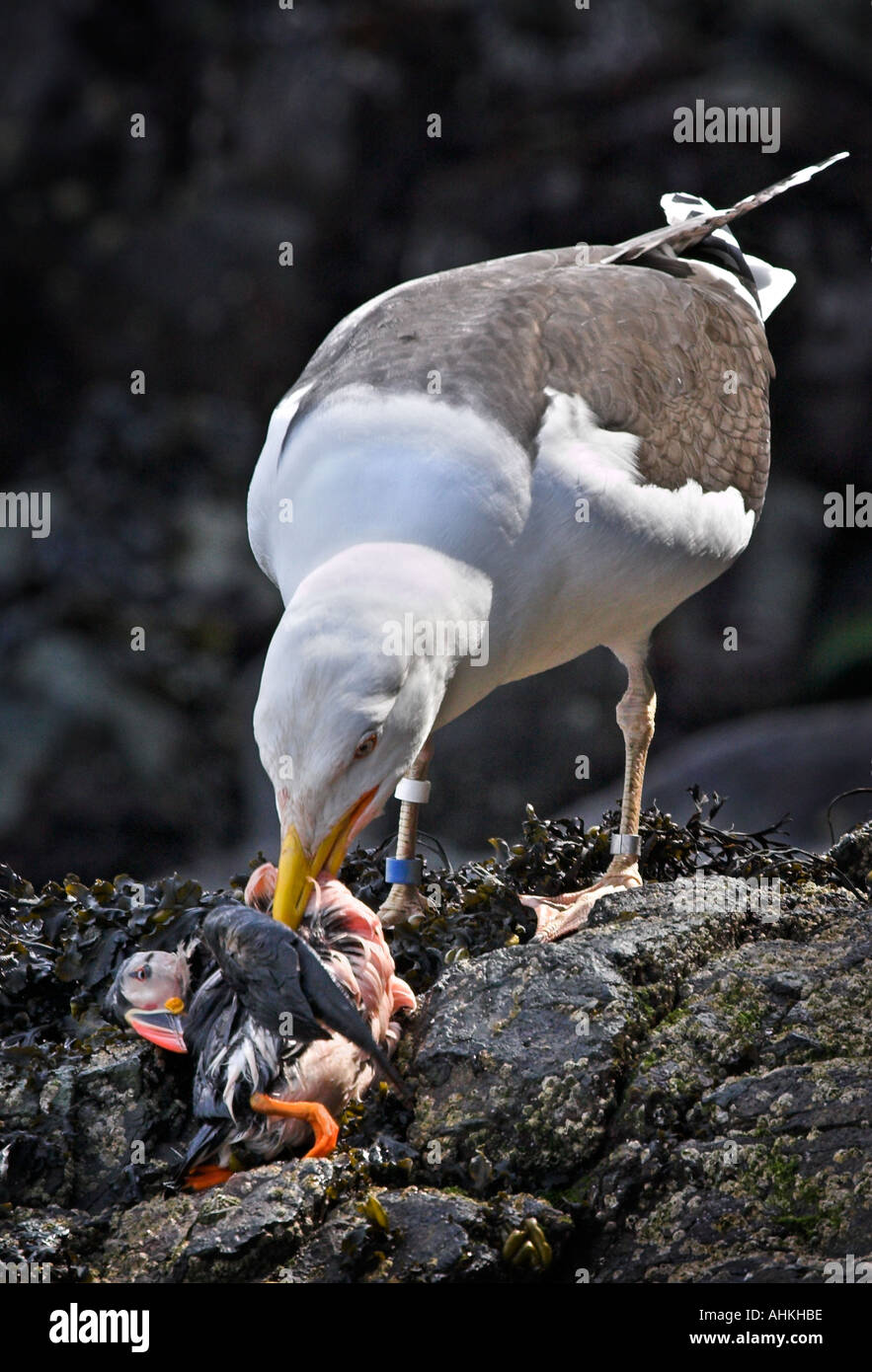 Papageitaucher Fratercula Arctica getötet durch größere schwarze Backed Gull Larus Marinus Skomer Island von Pembrokeshire Wales Stockfoto