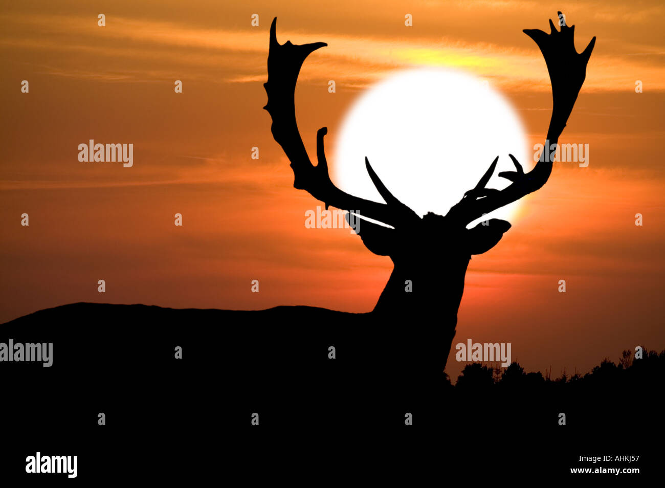 Sika-Silhouette bei Sonnenuntergang Stockfoto