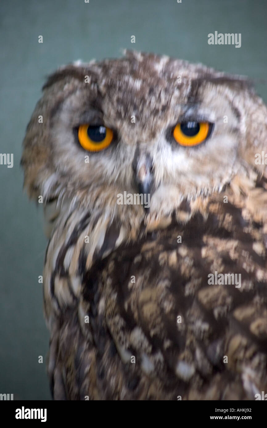 Falknerei Zentrum Cardiff Castle Stockfoto