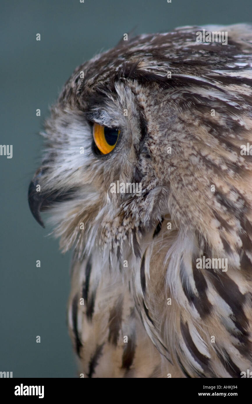 Falknerei Zentrum Cardiff Castle Stockfoto