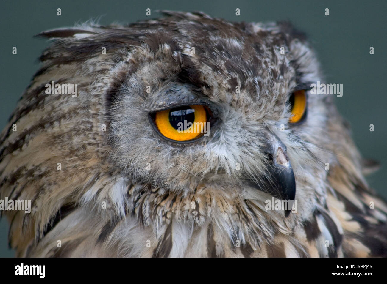 Falknerei Zentrum Cardiff Castle Stockfoto