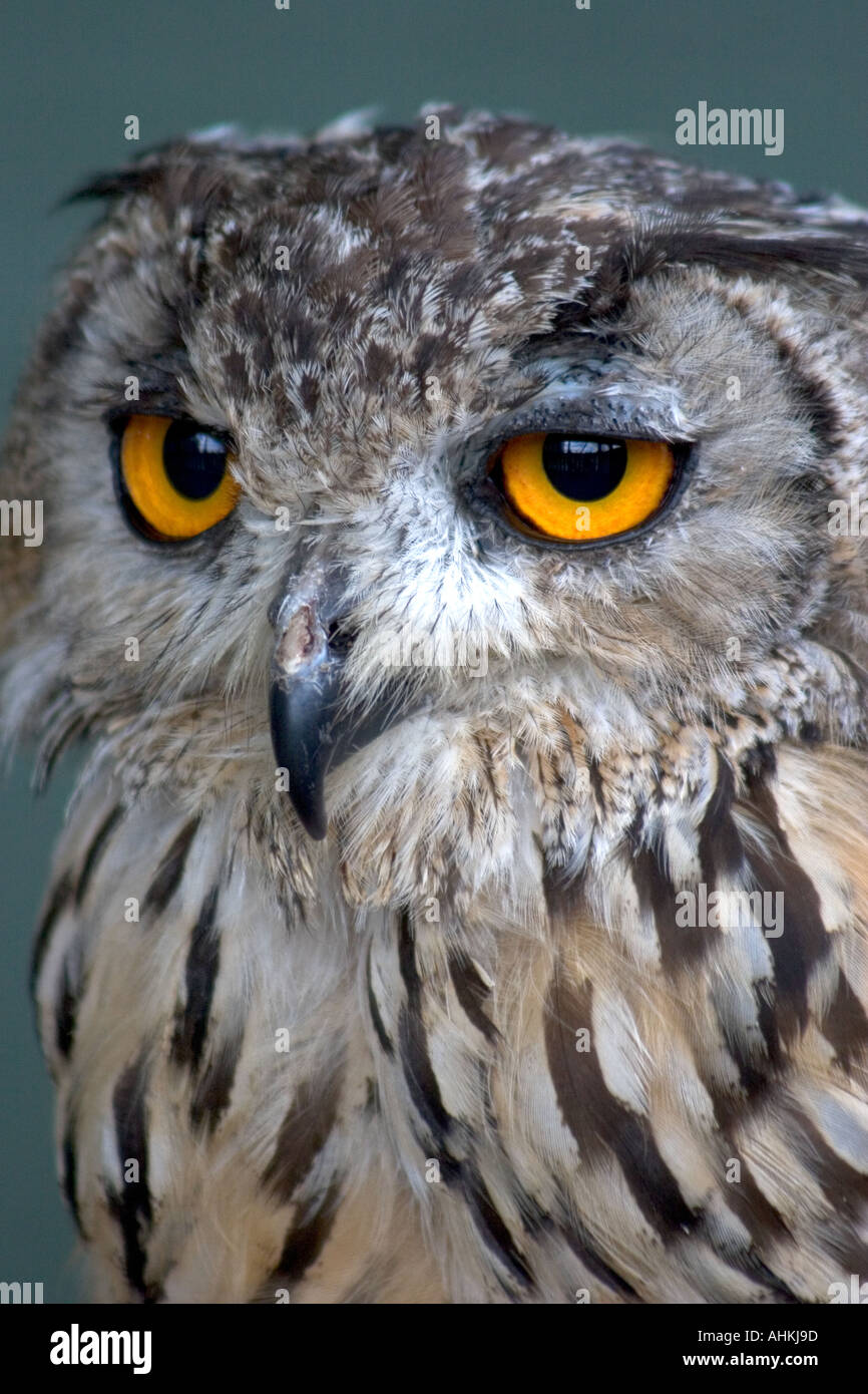 UK-Wales Cardiff Castle erdet Falknerei Zentrum Stockfoto