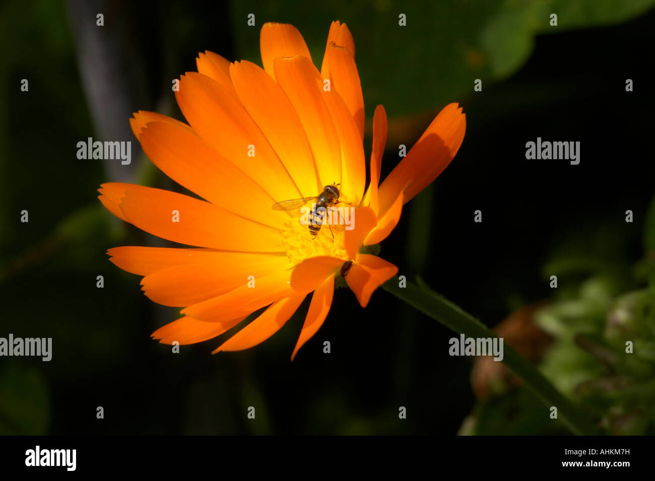 Hoverfly auf Ringelblumeblume Stockfoto