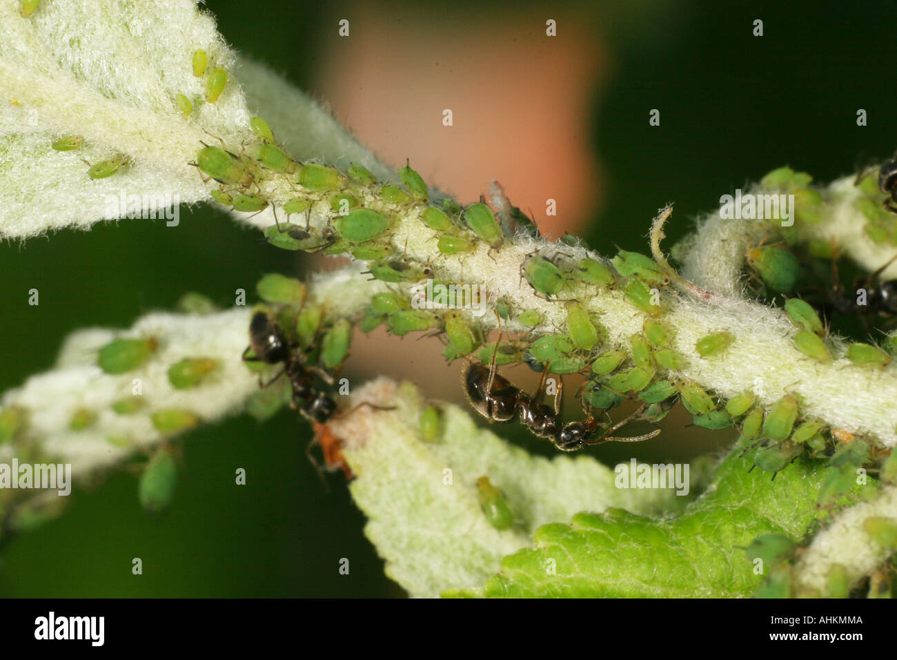 Ameisen Blattläuse für Honigtau auf einem Apfelbaum Landwirtschaft. Stockfoto