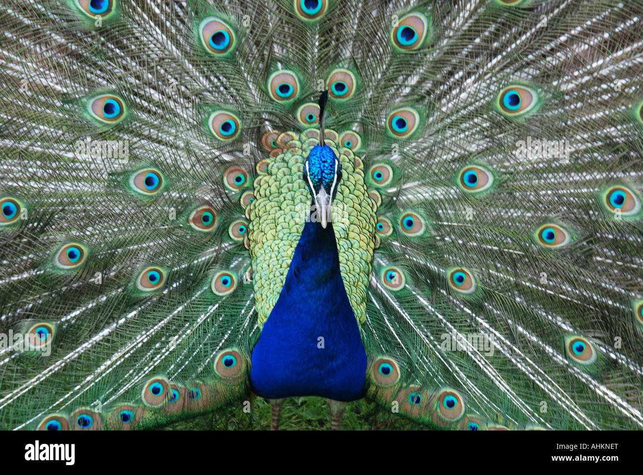 Pfau Federn zu verbreiten Stockfoto