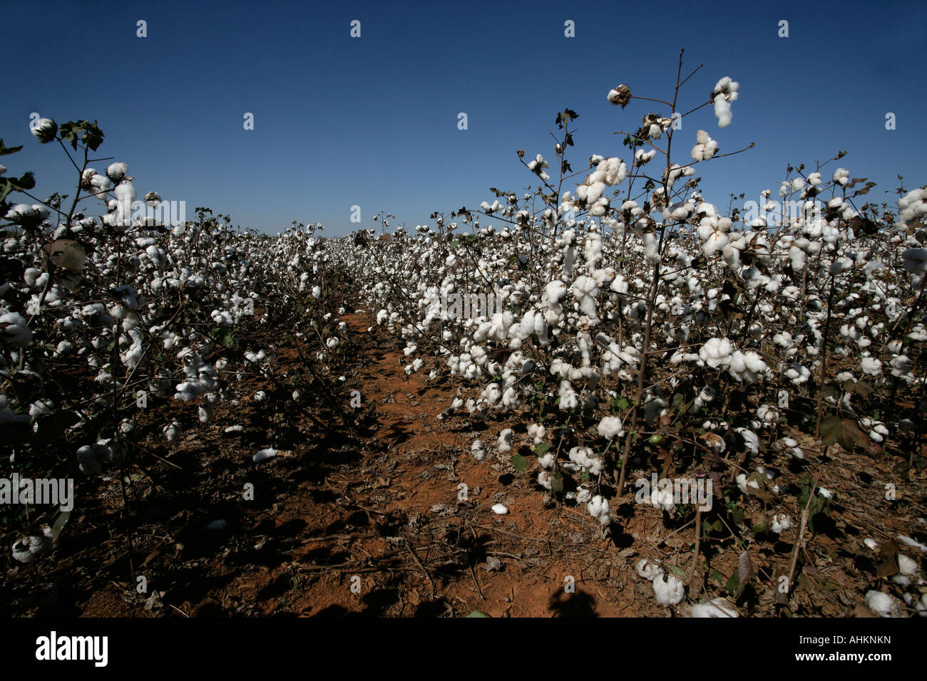 Baumwollernte Brasilien Stockfoto