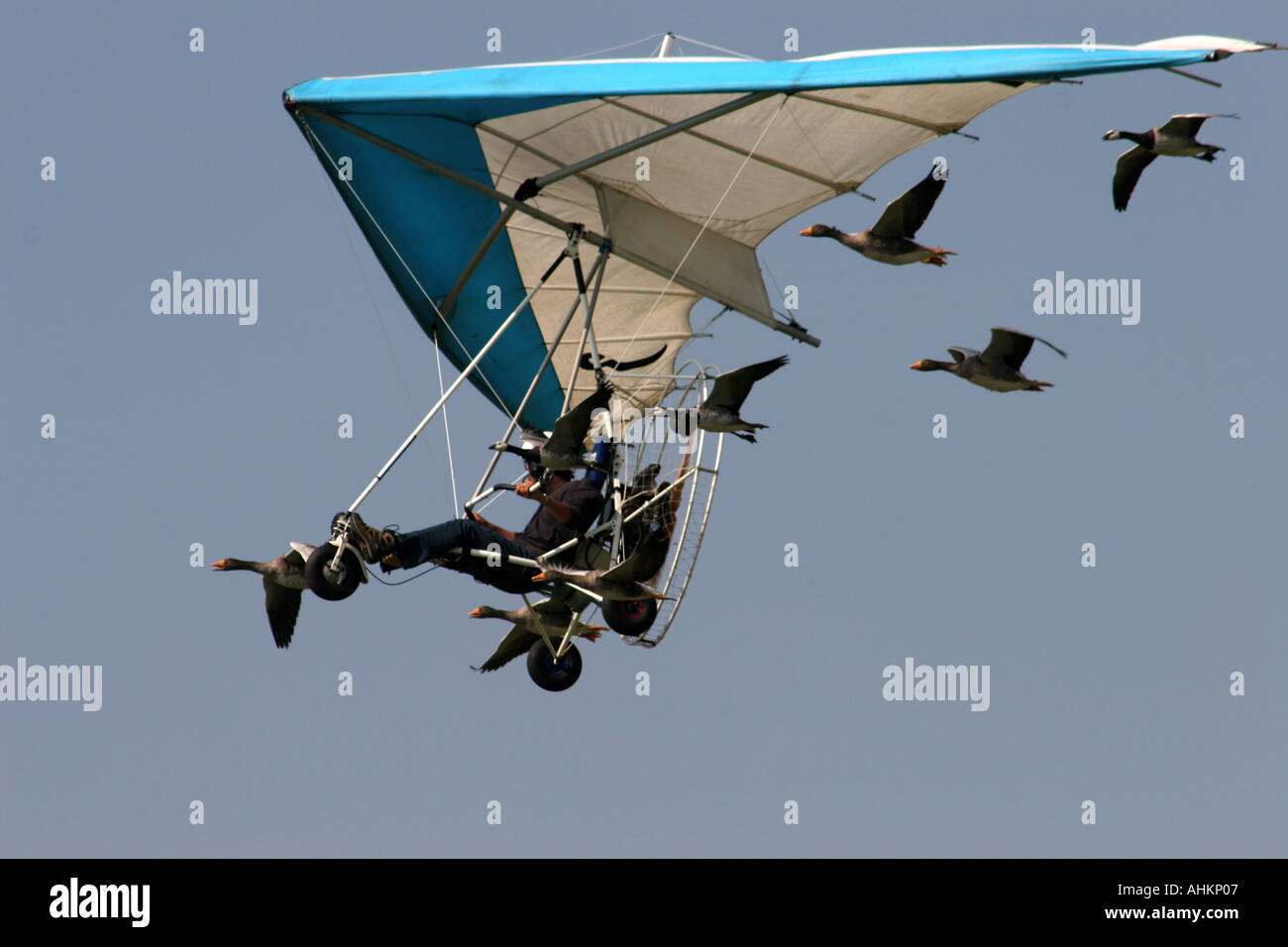 Christian Moullec und seine Gänse, Shoreham Airshow 2005 Stockfoto