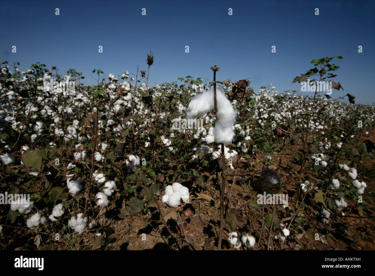 Baumwollernte Brasilien Stockfoto