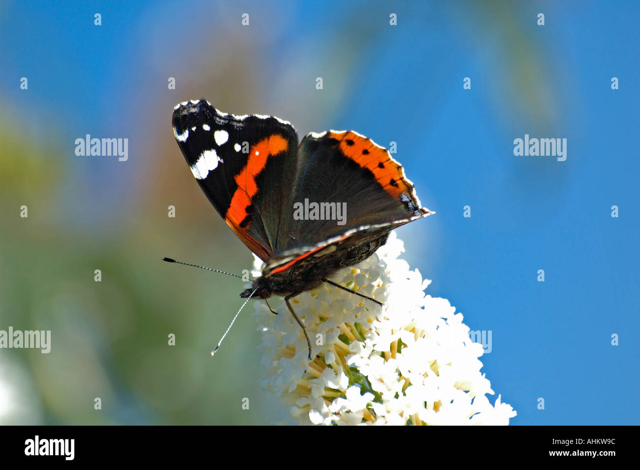 Red Admiral Schmetterling auf Sommerflieder Stockfoto