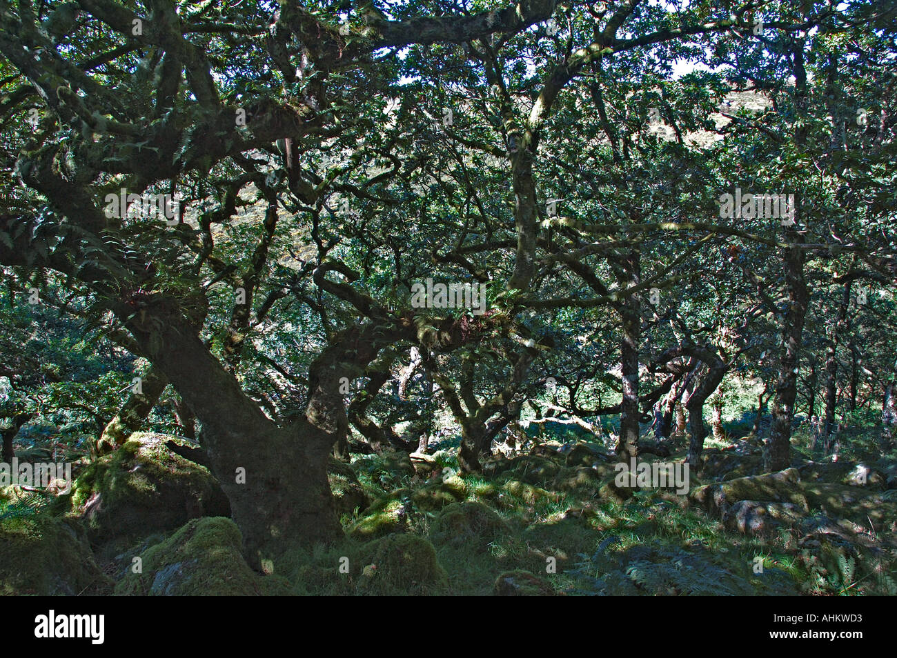 Wistmans Holz Dartmoor Stockfoto