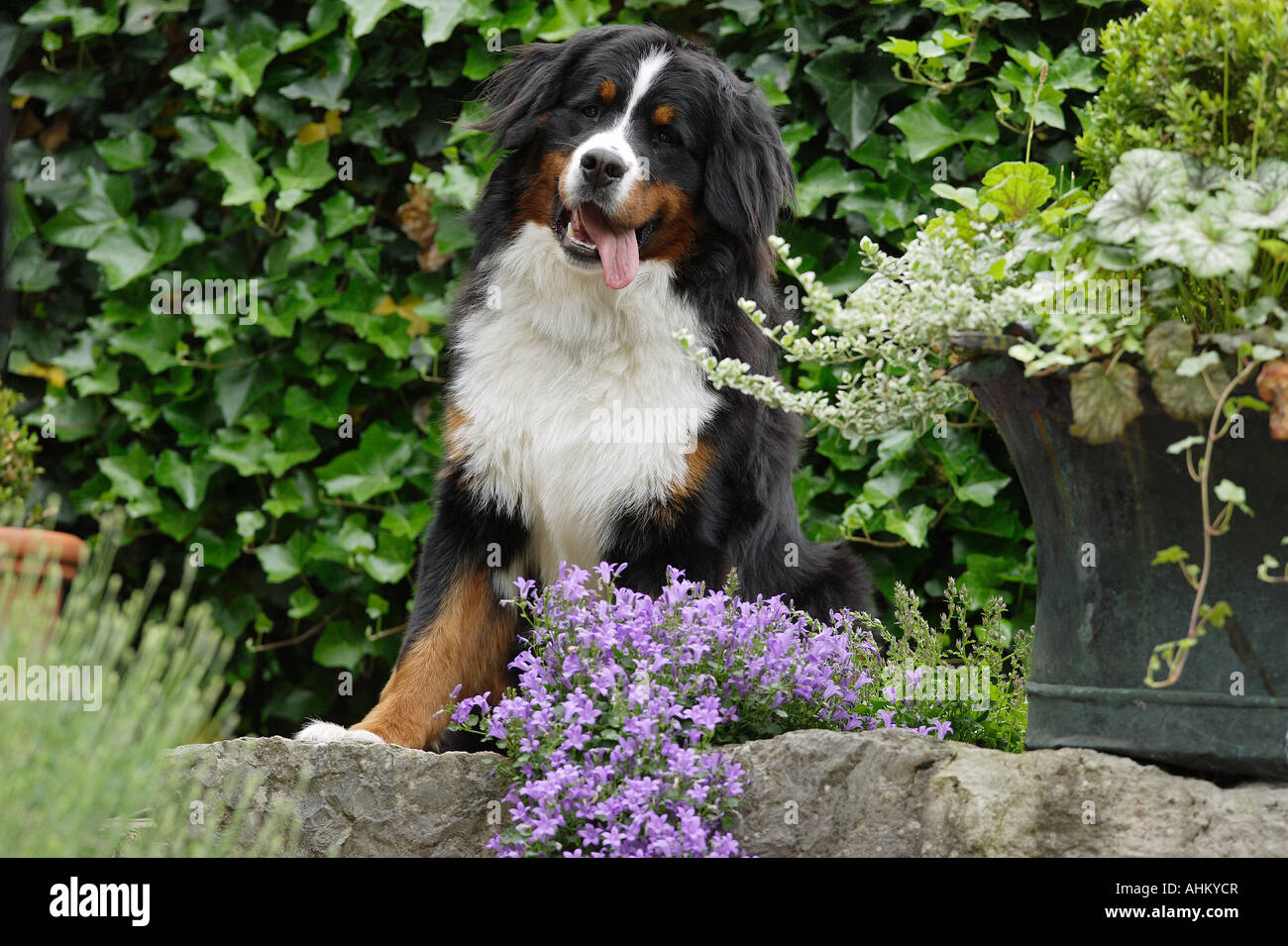 Berner Sennenhund - sitzt neben Blumen Stockfoto