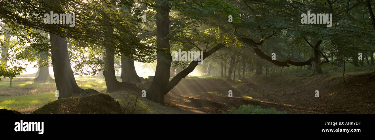 Buchen Chilterns Hertfordshire UK September Stockfoto