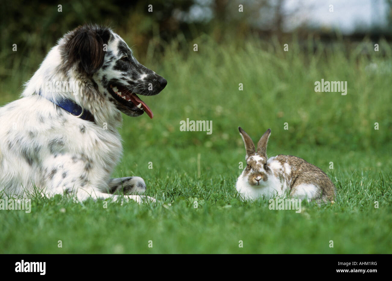 Mischlingshund Mit Kaninchen Auf Wiese Hund mit Kaninchen in Grünland Stockfoto