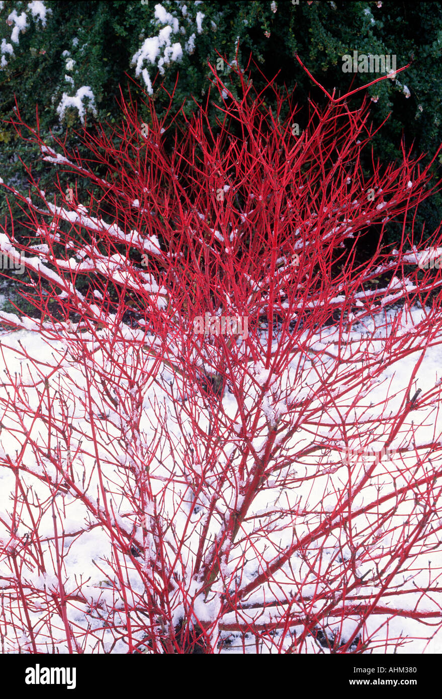 Cornus alba sibirica Fotos und Bildmaterial in hoher Auflösung Alamy