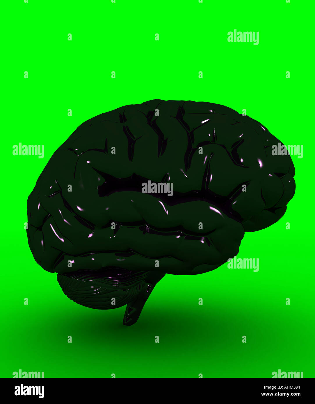 Gehirn-Seitenansicht Stockfoto