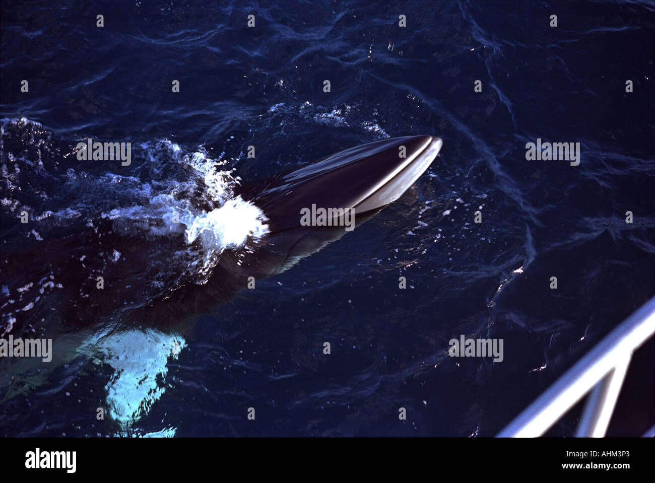 Zwerg Zwergwal Great Barrier Reef Australien Pazifik Wal Wasseroberfläche Stockfoto