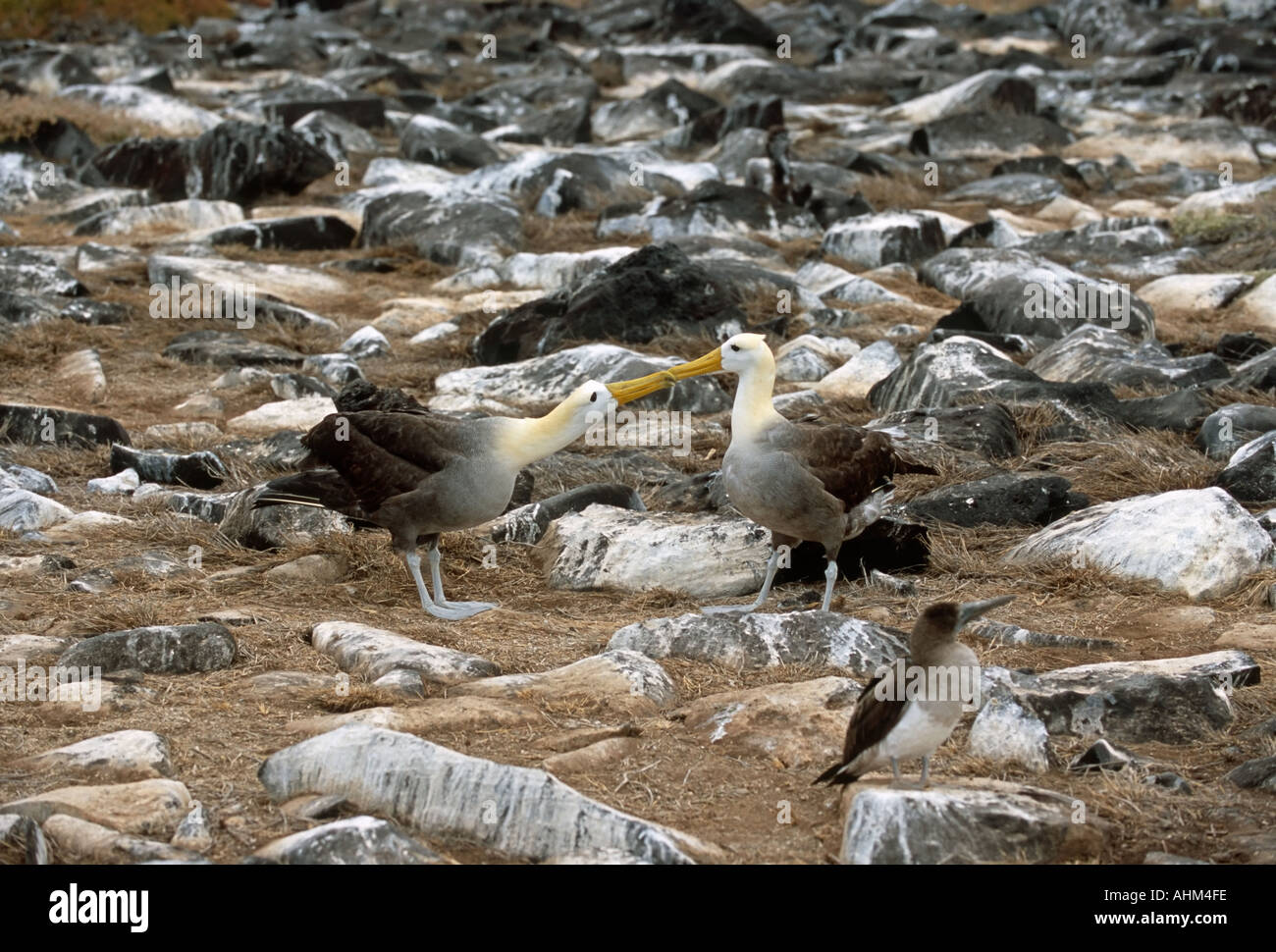Gewellte Albatros (Diomedea Irrorata) Balzverhalten beteiligt Stockfoto