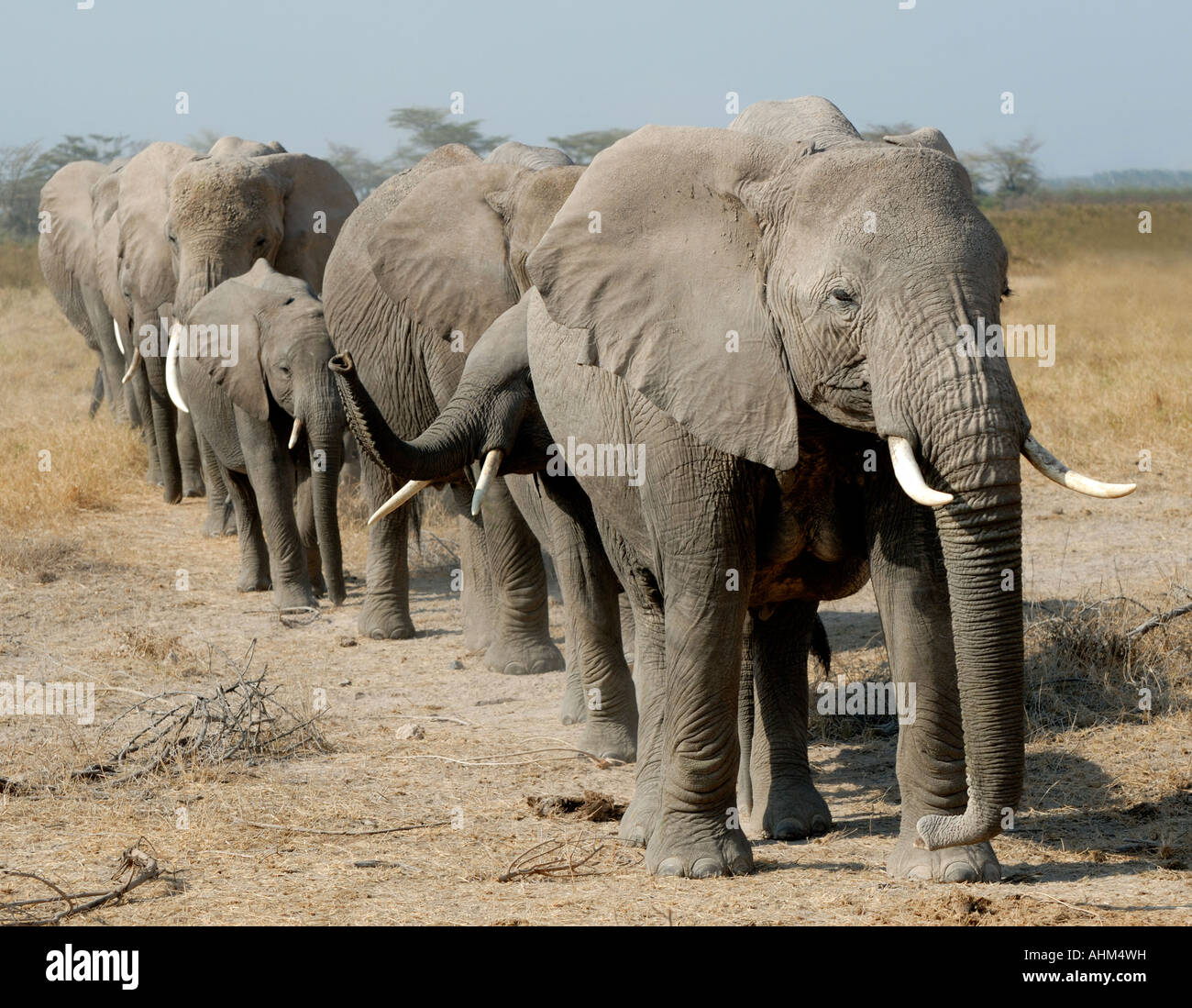 Elefanten Familie Gruppe von Weibchen und Kälber in der Schlange im Amboseli Nationalpark Kenia in Ostafrika Stockfoto