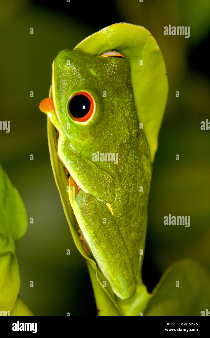 Rotäugigen Baumfrosch (Agalychnis Callidryas) auf Blatt Stockfoto