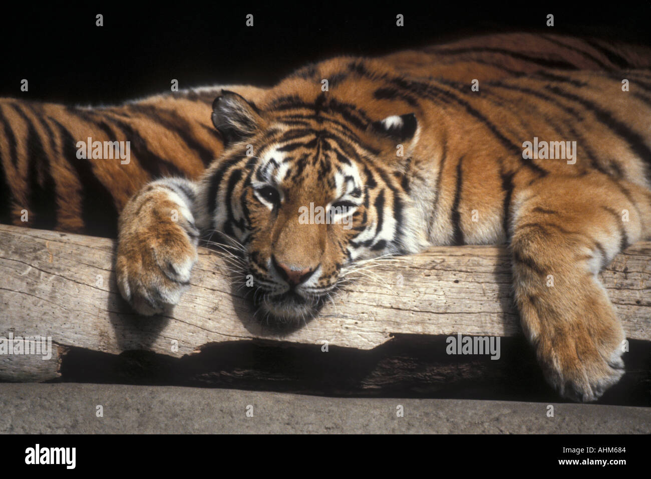 Bengal Tiger Stockfoto