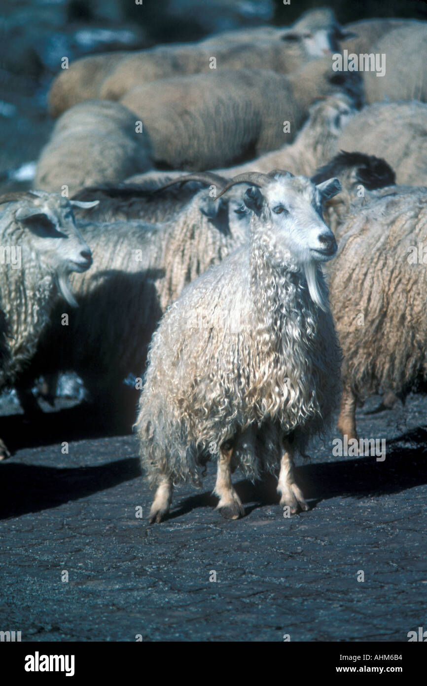Merino-Schafe Stockfoto