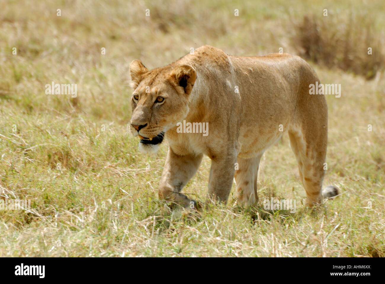 Eine Löwin mit Absicht Ausdruck bewegt sich in Richtung Beute in den Ngorongoro Krater Tansania Ostafrika Stockfoto