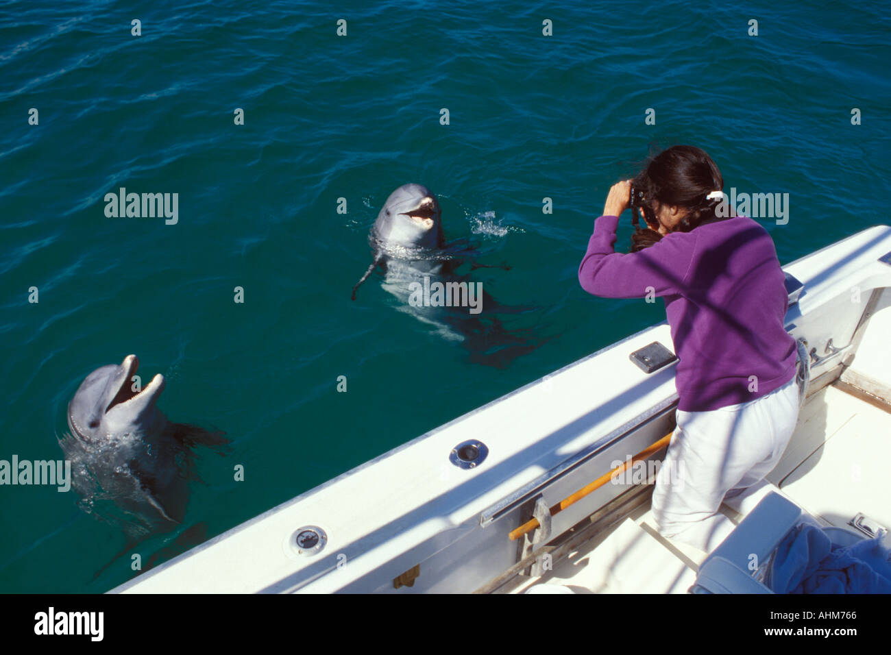 Fotografieren von Delfinen Stockfoto