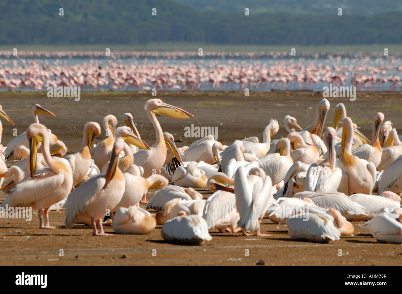 Weiße Pelikane putzen und pflegen sich auf dem Ufer von Lake Nakuru Lake Nakuru Nationalpark Kenia in Ostafrika Stockfoto