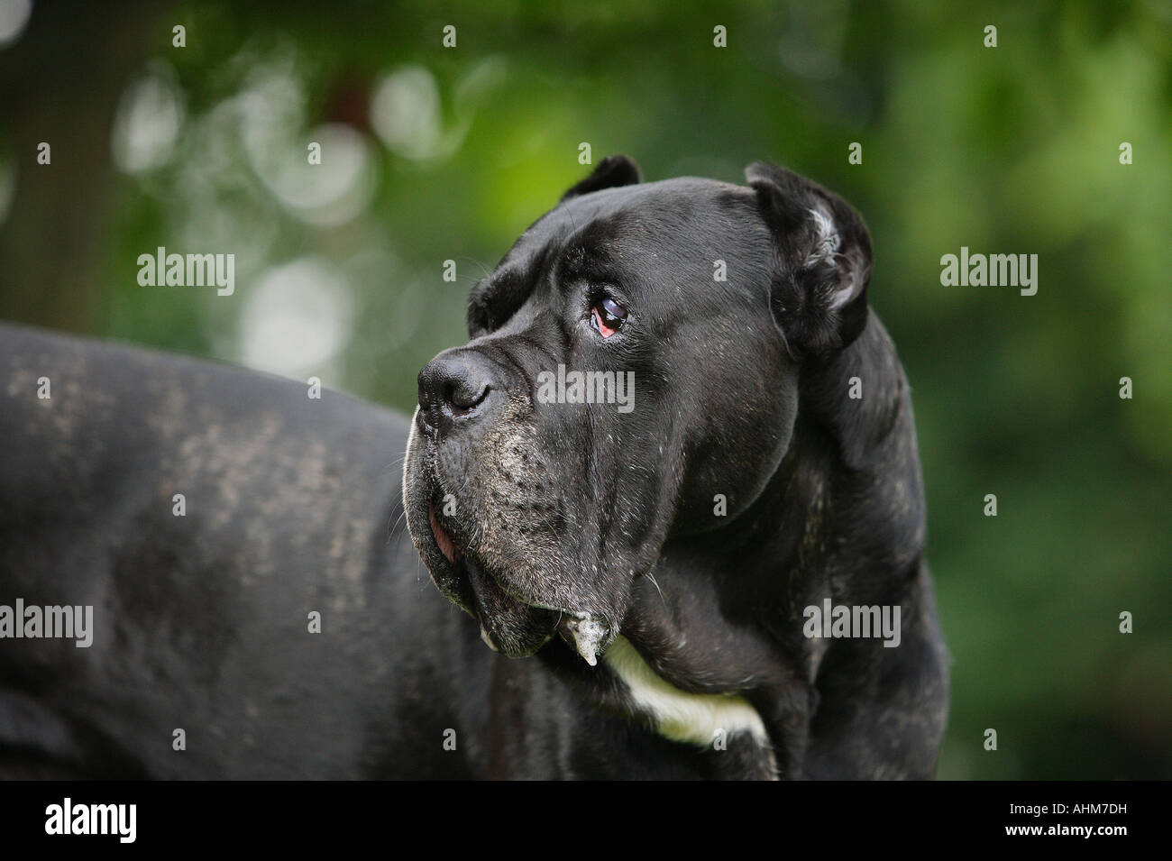 Cane Corso - Porträt Stockfoto