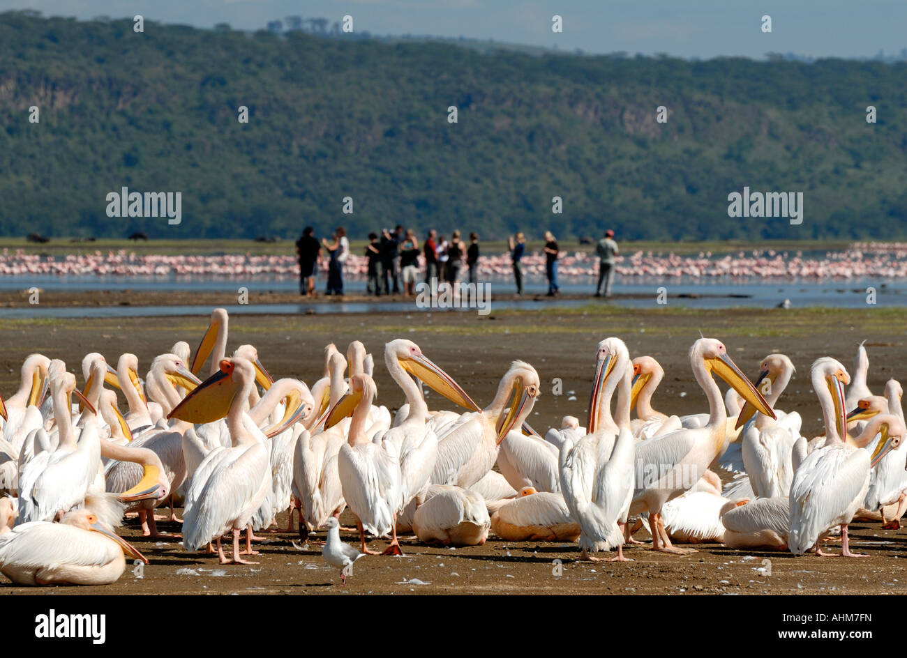 Weiße Pelikane putzen und pflegen sich auf dem Ufer von Lake Nakuru Lake Nakuru Nationalpark Kenia in Ostafrika Stockfoto
