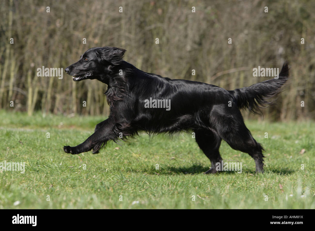 Flat Coated Retriever - läuft auf Wiese Stockfoto