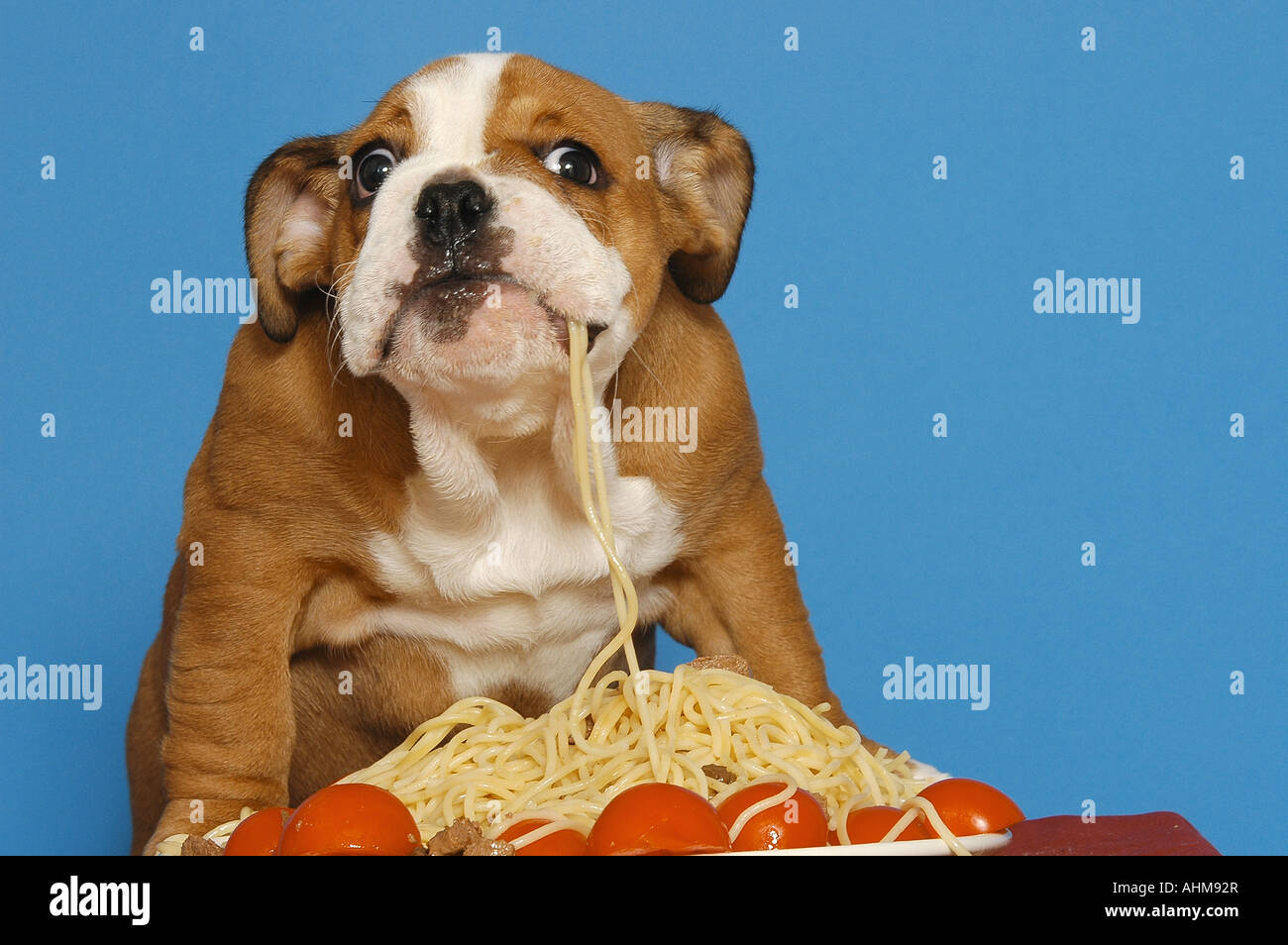 Englische Bulldogge Kauen Spaghetti Stockfotografie Alamy