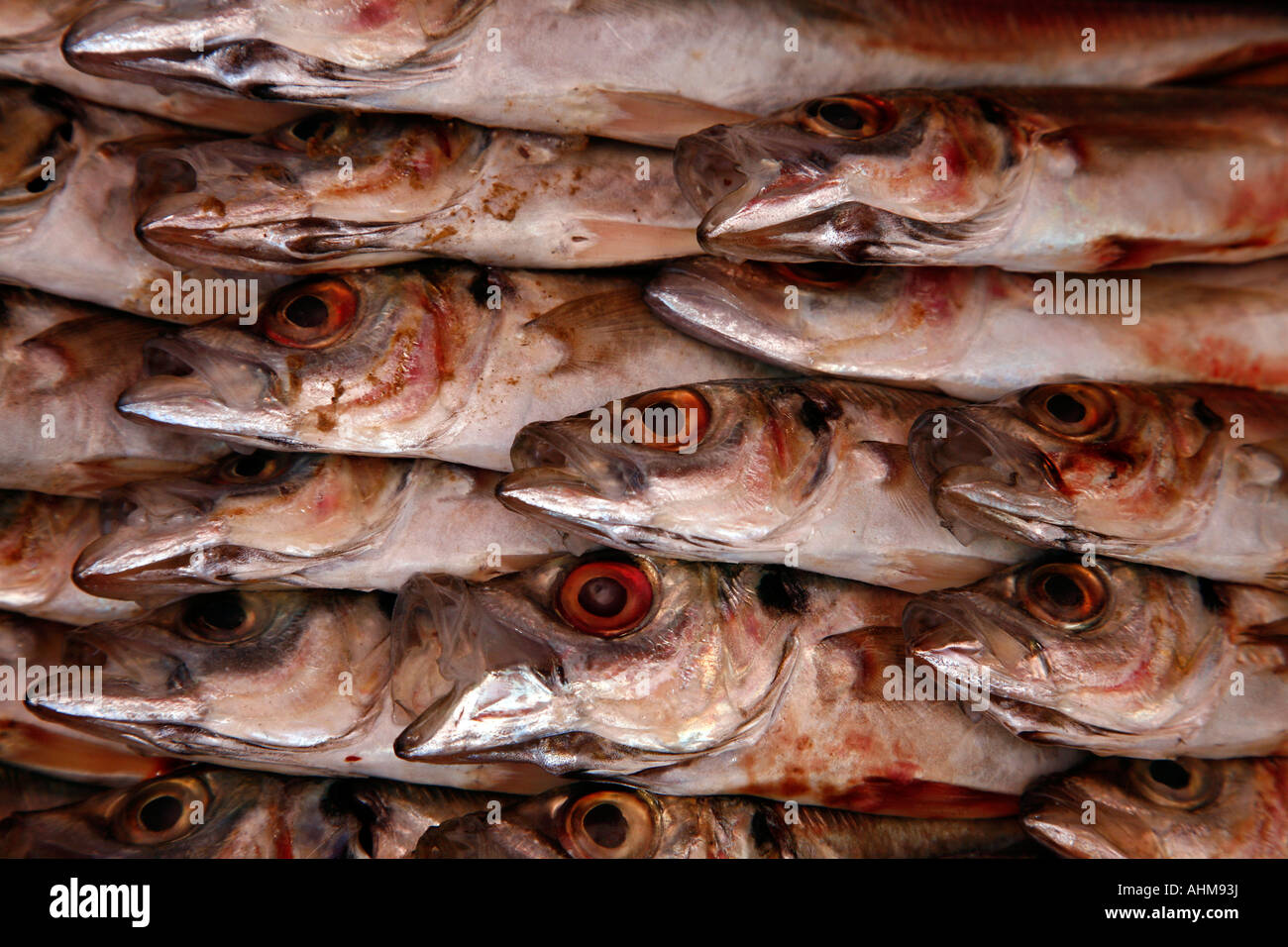 Fisch sizilianisches Marktes Palermo Sizilien Stockfoto