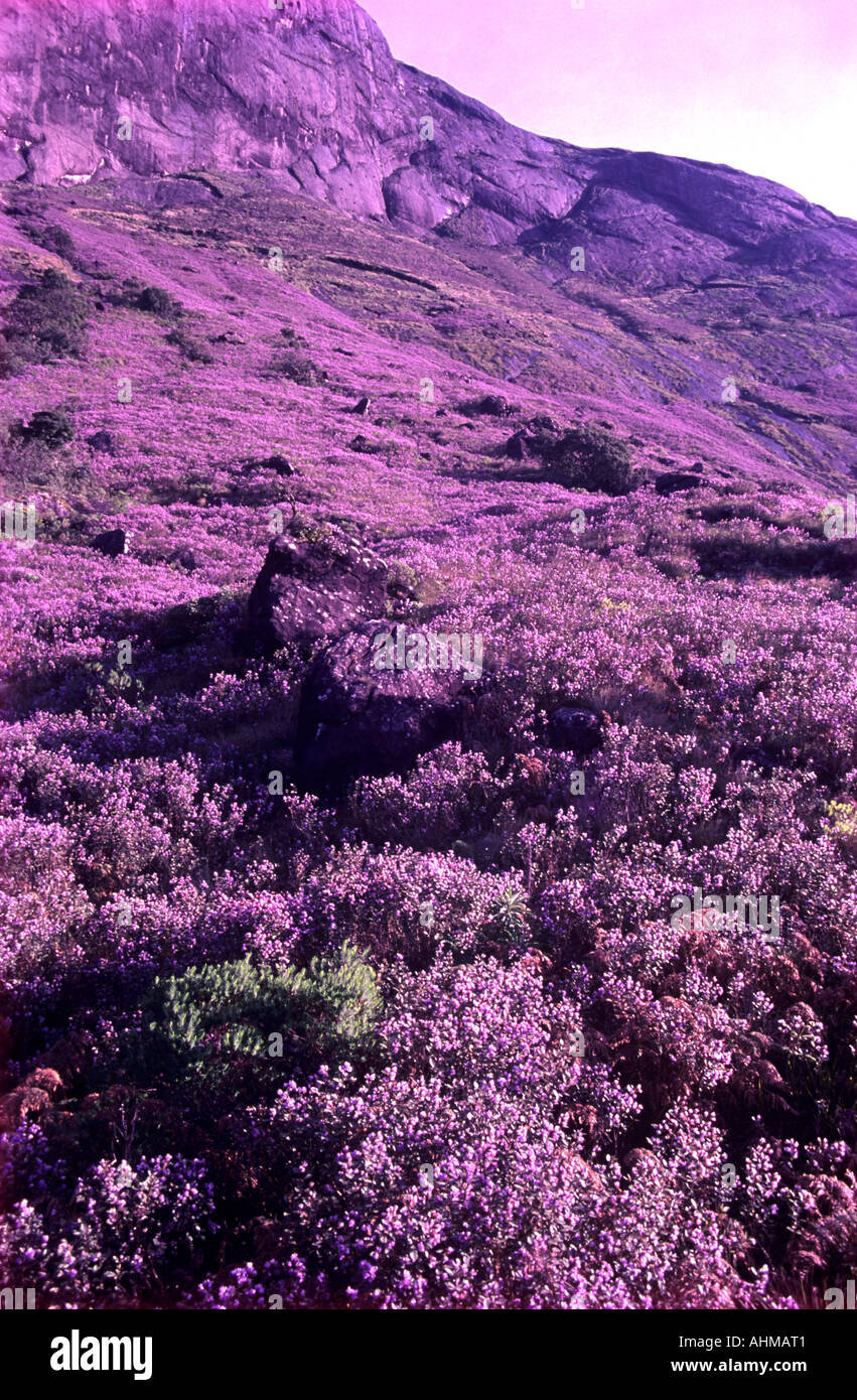 NEELAKURINJI IN VOLLER BLÜTE IN MUNNAR Stockfoto