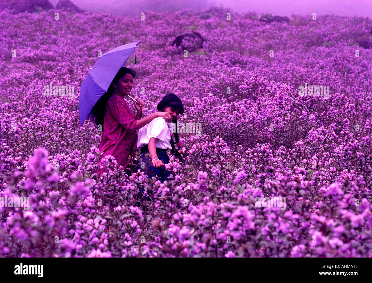 NEELAKURINJI IN VOLLER BLÜTE IN MUNNAR Stockfoto