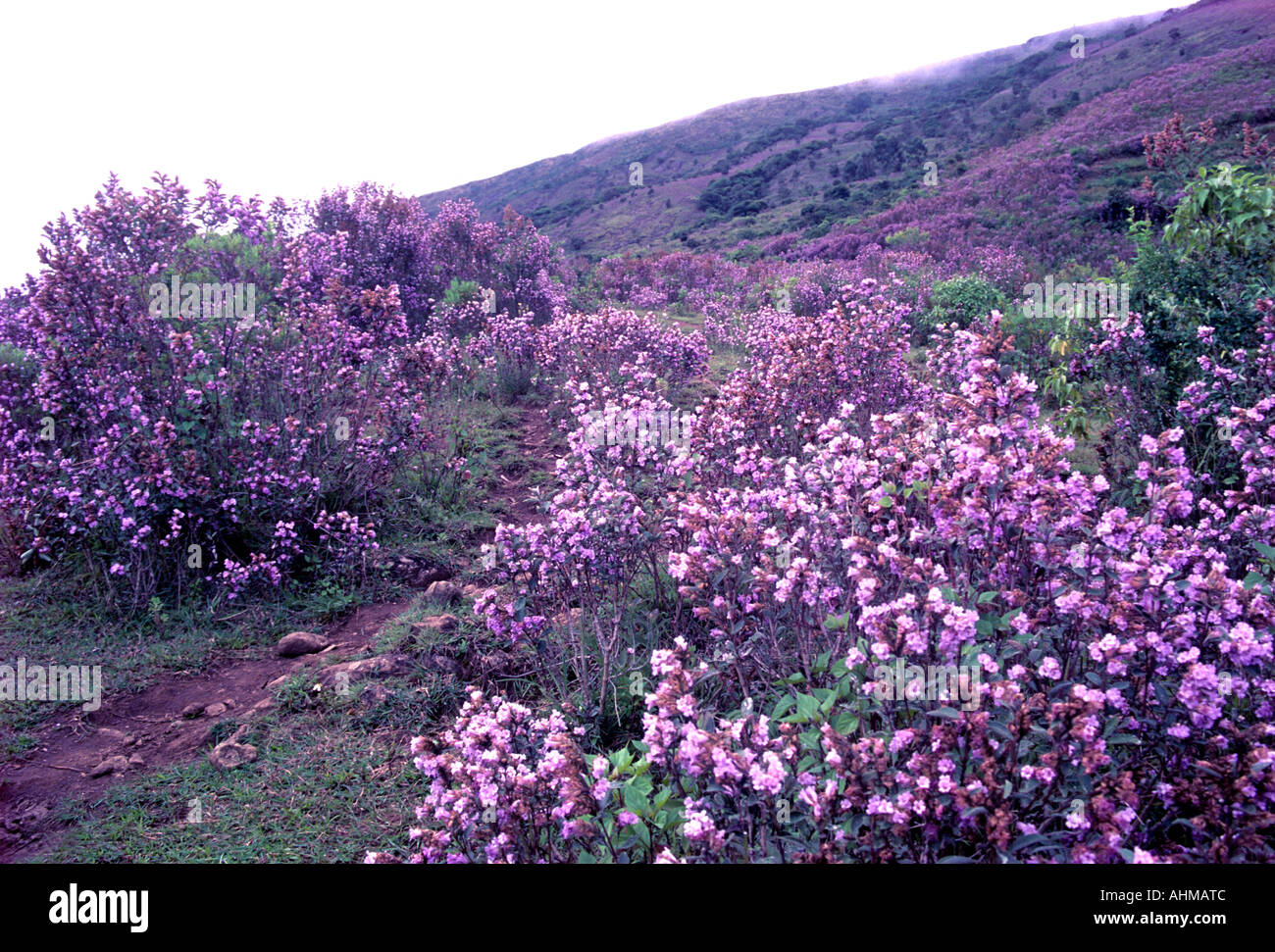 NEELAKURINJI IN VOLLER BLÜTE IN MUNNAR Stockfoto