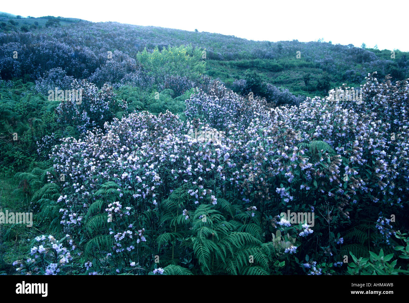 NEELAKURINJI IN VOLLER BLÜTE IN MUNNAR Stockfoto