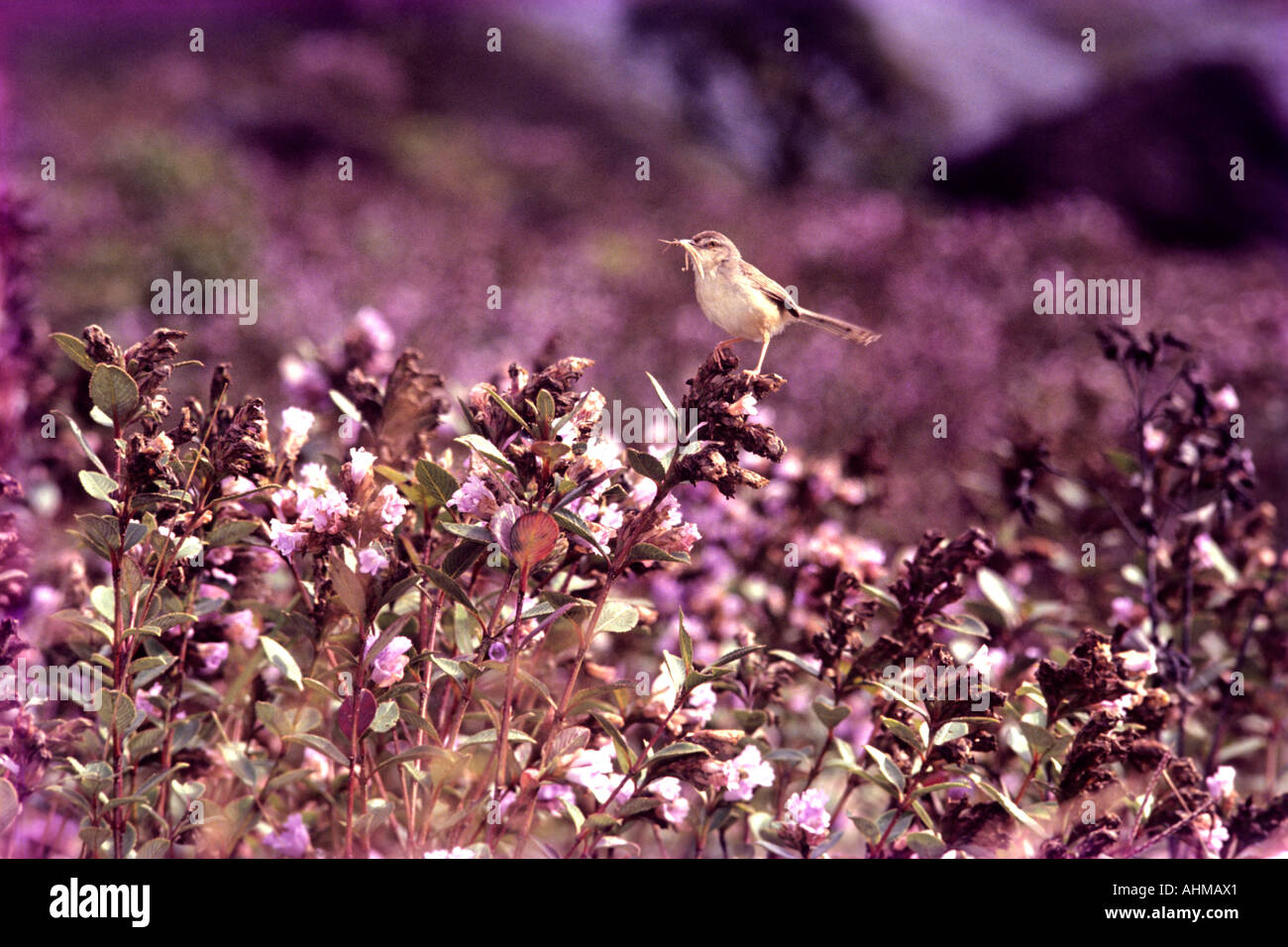 NEELAKURINJI IN VOLLER BLÜTE IN MUNNAR Stockfoto