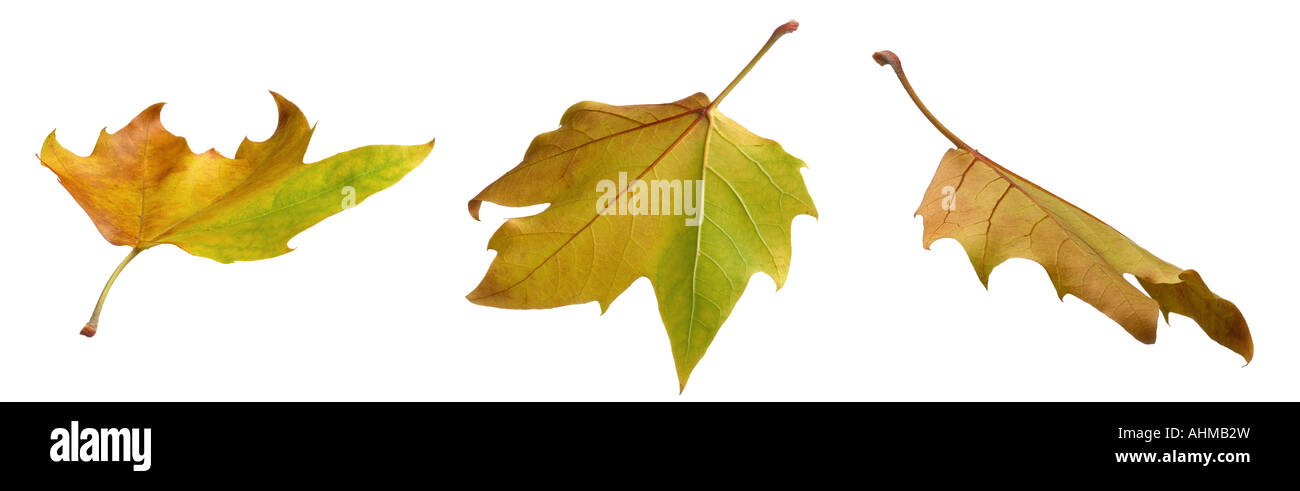 Blätter im Herbst Stockfoto