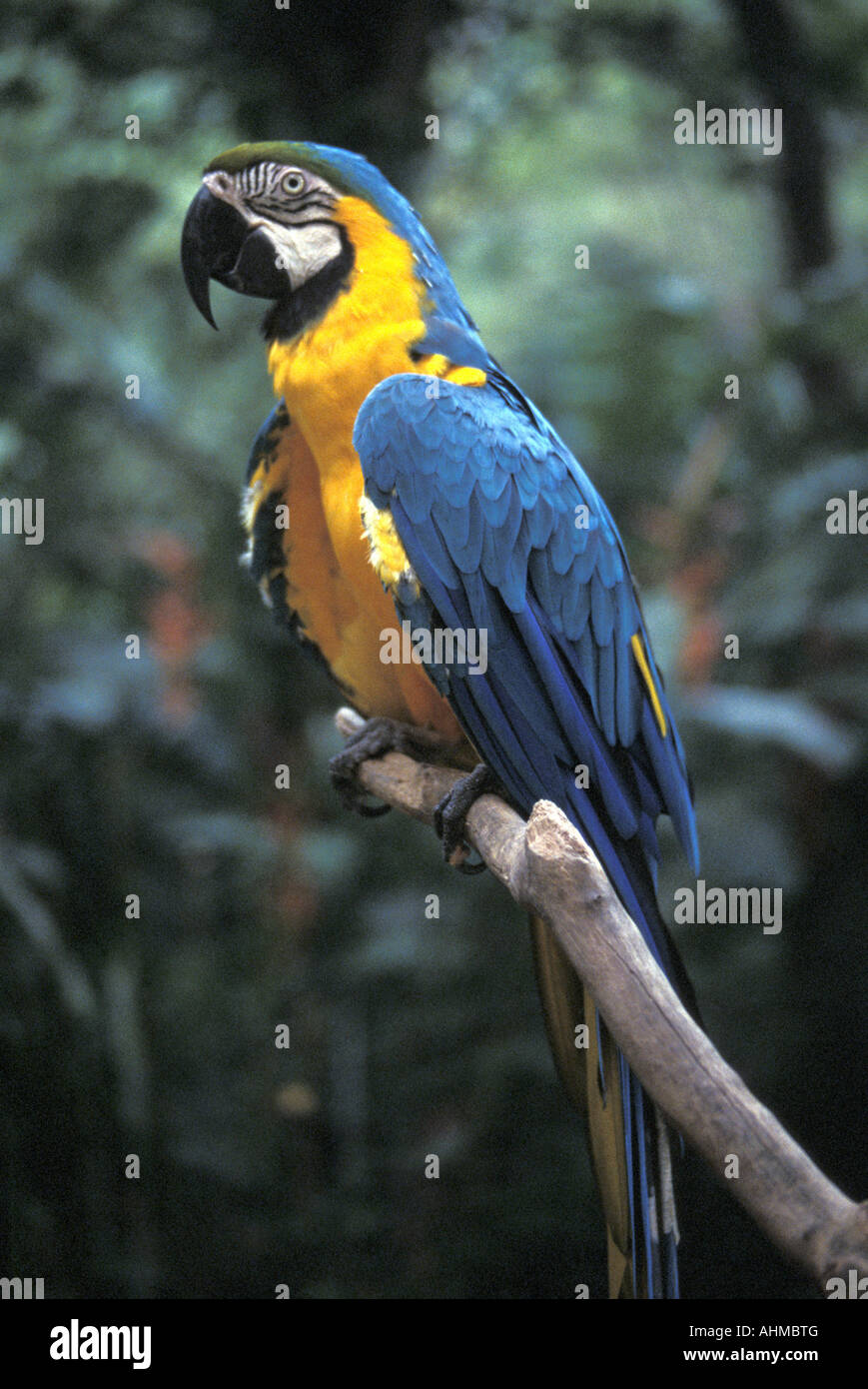 Blau-gelbe Ara oder blau und Gold Ara, Honduras Stockfoto