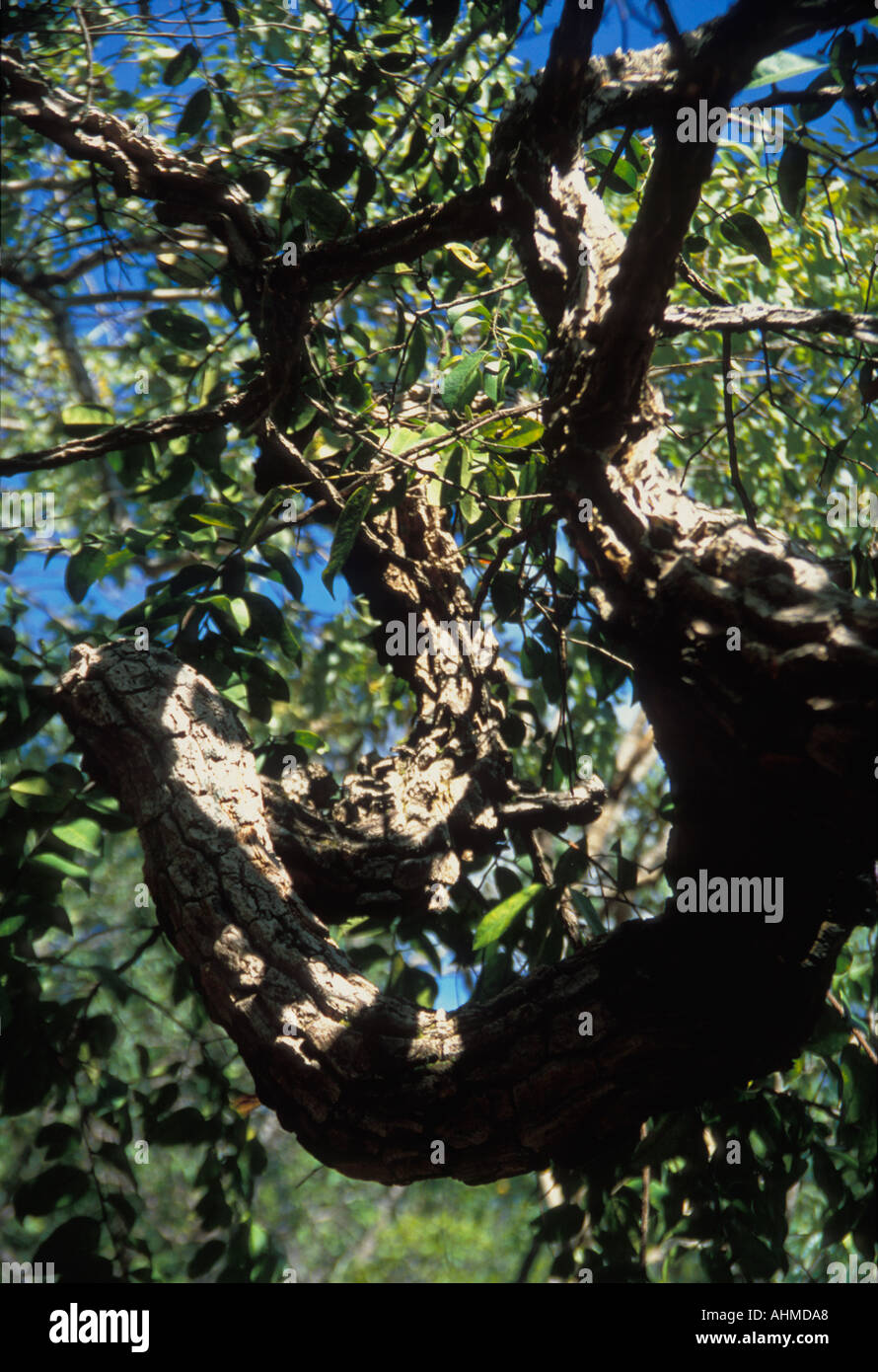 Brasilien Chapada Dos Veadeiros Chinarinde Rinde Verwendet Fur Die Produktion Von Chinin Zur Behandlung Von Malaria Verwendet Stockfotografie Alamy
