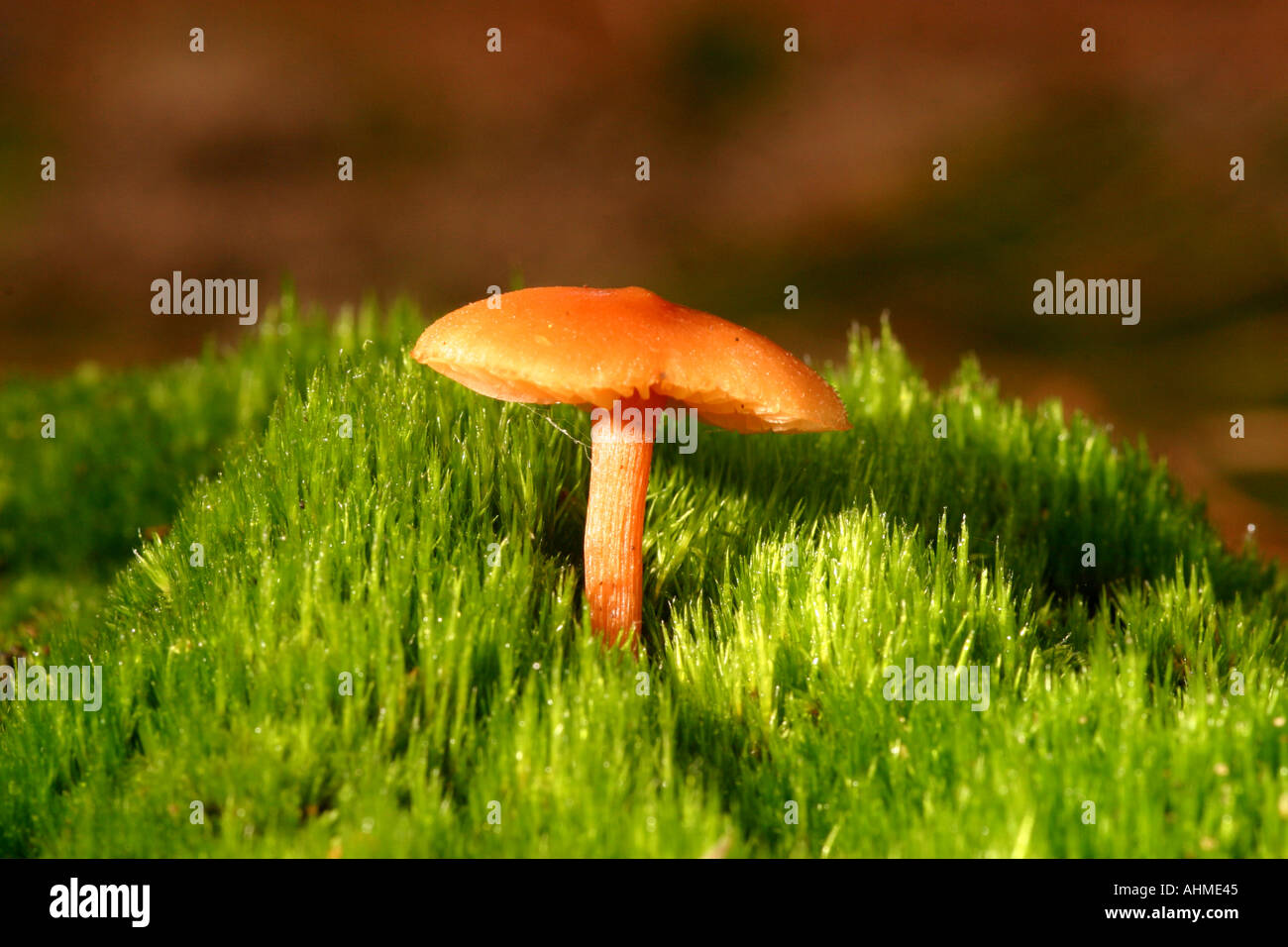 Lactarius Sphagneti Pilze Stockfoto