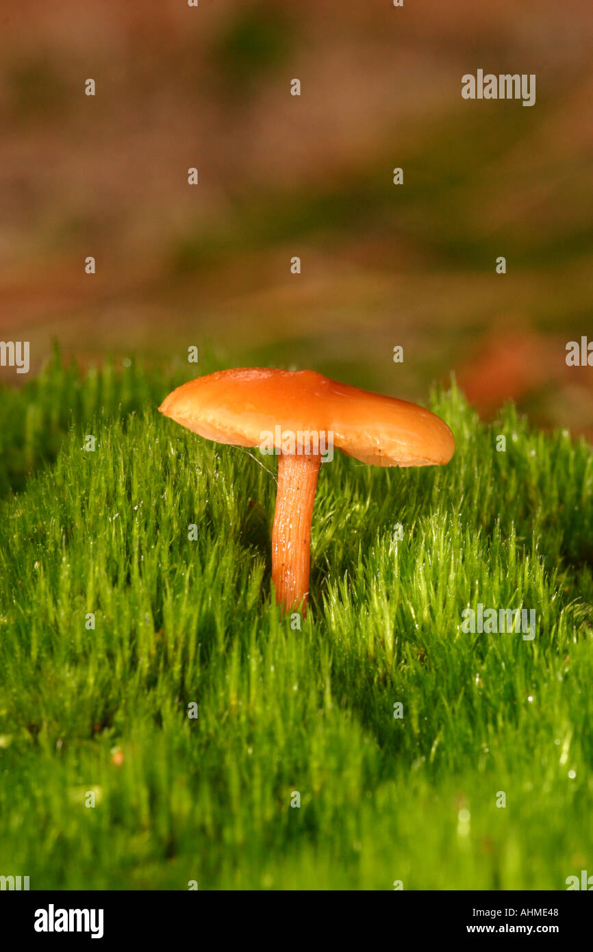 Lactarius Sphagneti Pilze Stockfoto