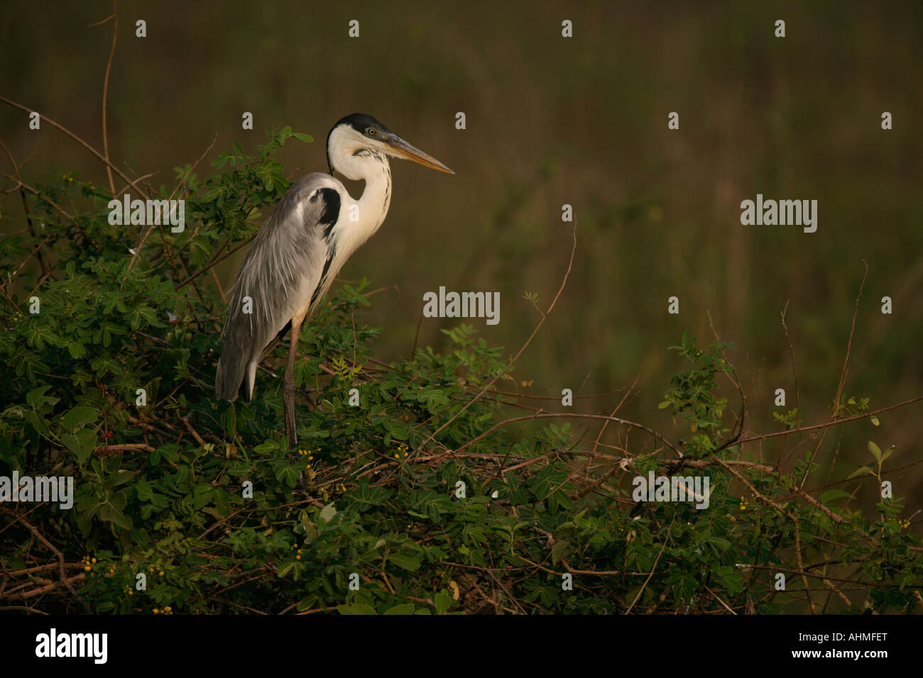 Cocoi Reiher Ardea cocoi Stockfoto