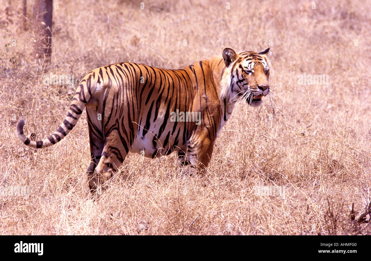 TIGER IM BANEERGHATTA NATIONAL PARK BANGALORE KARNATAKA Stockfoto