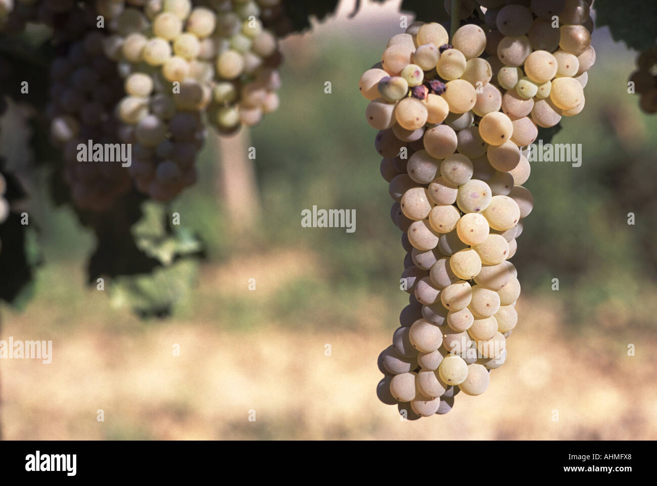 Weingut Montepulciano 04 Stockfoto