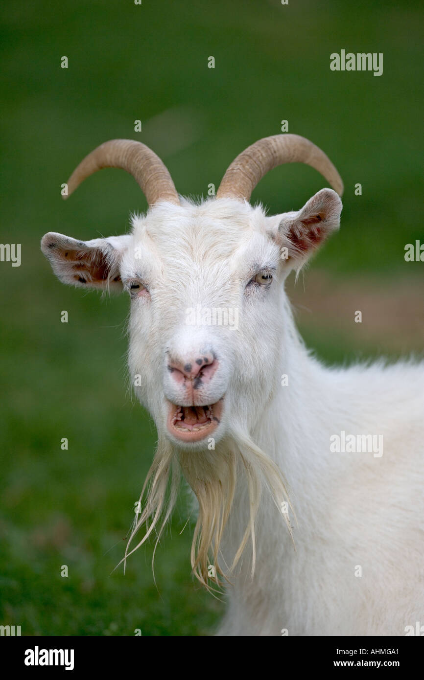 Saanen Ziege Capra in- Stockfoto