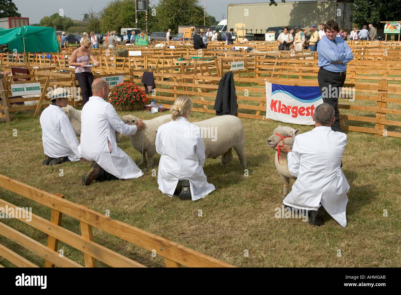 Schafe, Bucks County zu urteilen zeigen UK September Stockfoto